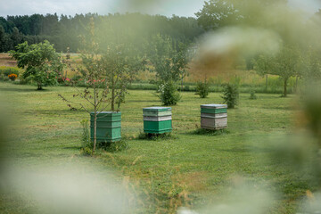 Three green and gray beehives sit on a grassy field surrounded by young trees, plants, and a...