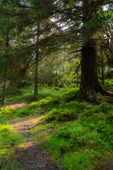 Obraz premium Green Forest in Bergen, Norway 