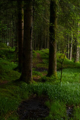 Green Forest in Bergen, Norway 