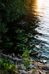 Water lilies on a lake in sweden