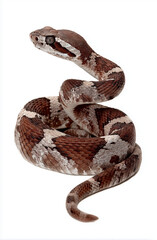 Obraz premium snake with dark brown and brown spots, full body view, isolated on a white background,