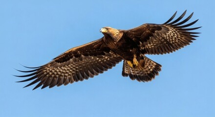 Obraz premium Majestic Golden Eagle Soaring Gracefully Through a Clear Blue Sky with Wings Fully Extended Displaying its Magnificent Plumage and Powerful Form