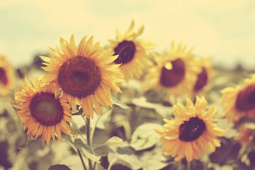 Obraz premium Sunflowers in a Summer Field