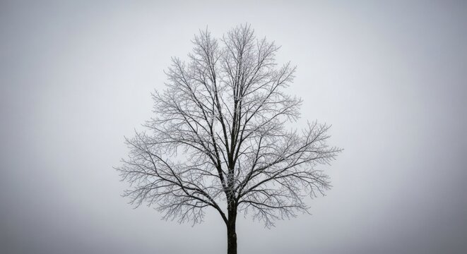 Bare Tree Branches Covered in Delicate Frost Crystals Against a Misty Gray Sky Symbolizing Winter Solitude and Natural Beauty
