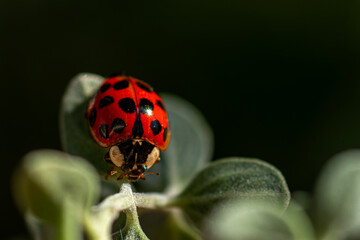 Ladybug resting on an oregano leaf, symbol of biodive