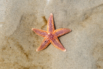Ein kleiner am Strand bzw. im Watt der Nordsee auf der Insel F&ouml;hr angesp&uuml;lter Seestern droht langsam auszutrocknen