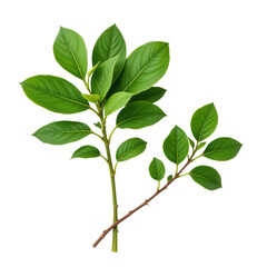 Fototapeta premium Fresh Green Leaves Isolated on Transparent background for Nature Themes