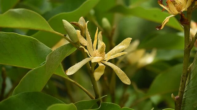 Orange magnolia champaca (L.) Baill. ex Pierre  flower blooming on natural background.