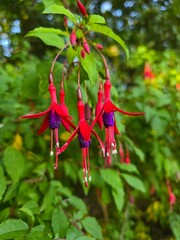 Close-up of vibrant red and purple fuchsia flowers blooming in a summer garden. Natural green...