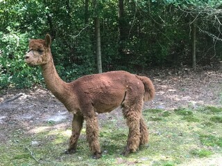 alpaca in the zoo