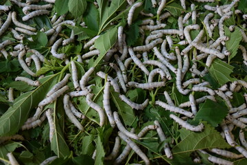 養蚕場 カイコ 桑の葉