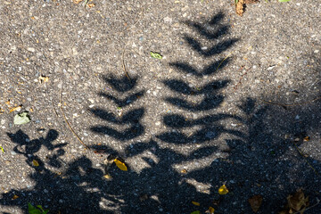 shadow of fern on sidewalk