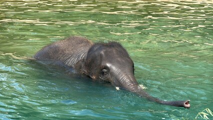 Fototapeta premium elephant in the water, Fort Worth Zoo, Texas, USA