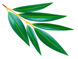 Vibrant green branch with elongated leaves showcasing rich texture and striking yellow veins, perfect for nature themed designs or backgrounds