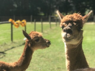 llama in the zoo