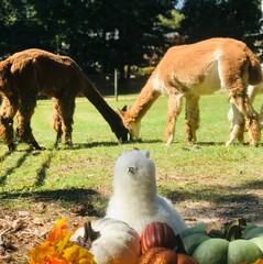 horse and foal