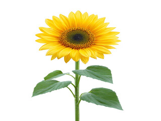 Obraz premium Vibrant sunflower with bright yellow petals and dark center stands tall against transparency background, showcasing its natural beauty and elegance. green leaves add fresh touch to this stunning