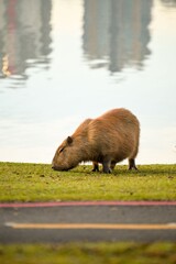 Capybara by a tranquil lakeside