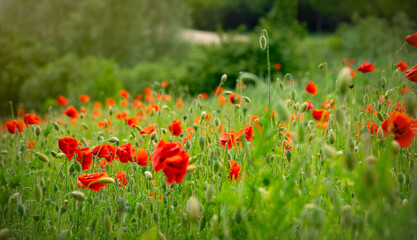 Blooming red poppies and sunny summer meadow