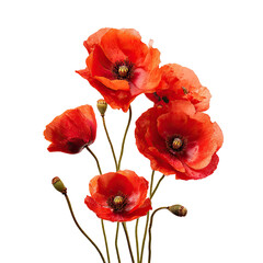 Obraz premium Close-up of vibrant red poppies