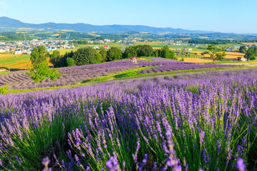 日の出公園のラベンダー