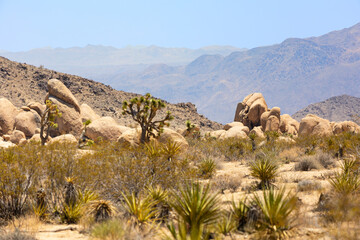 Joshua Tree National Park Landascape