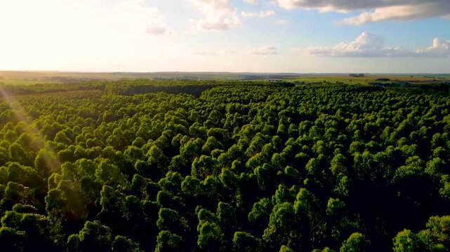 Stunning aerial view of vast green forest canopy at sunset with golden light filtering through the trees for conservation or sustainable forestry