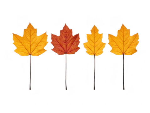 Autumn leaves display vibrant colors of yellow, orange, and red, showcasing beauty of seasonal change. These leaves symbolize transition of nature and evoke feelings of warmth and nostalgia