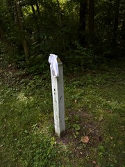 Lost Sock on Trail Post in Forest Clearing