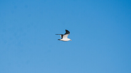 seagull in flight