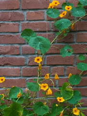 Orange Nasturtium Climbing on Red Brick Wall
