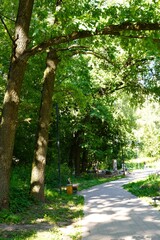 Serene Pathway through Lush Green Forest