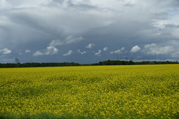 Obraz premium Champs de fleurs jaunes yellow flowers field countryside