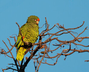 Loro alisero posado en rama