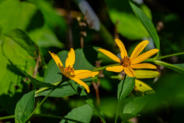 Two yellow flowers