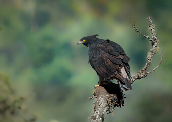 Águila poma en rama, ave en peligro de extincion