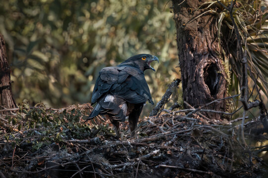 &Aacute;guila poma parado en nido, ave estado critico de conservacion.
