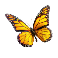 Fototapeta premium A vibrant yellow butterfly