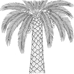 Desert date palm tree with rough bark and full crown with hand-drawn style