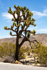 Fototapeta premium Joshua Tree