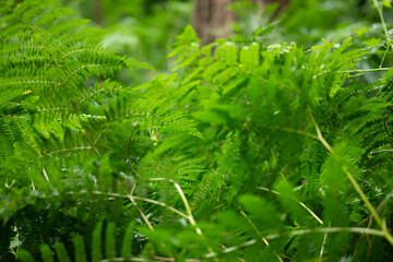 fern leaf in the forest
