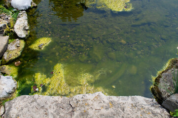 Close-Up of Green Algae on Rocks in Small Man-Made Pond – Aquatic Growth, Mossy Surface, Algae Texture, Organic Matter, Slippery Rocks, Freshwater Ecosystem, Pond Life, Backyard Water Feature