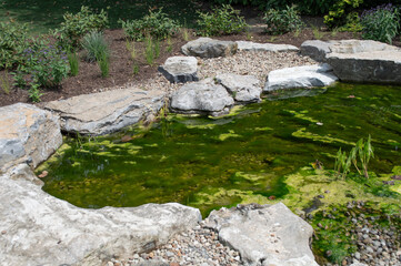 Green Algae Covering Rocks in a Man-Made Garden Pond – Natural Water Growth, Outdoor Landscaping...