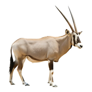 Arabian Oryx Standing Majestic isolated on a transparent background