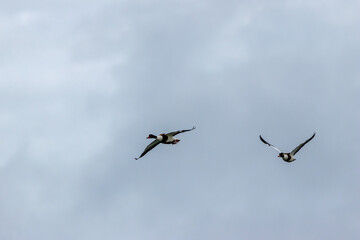 Fototapeta premium Common Shelduck (Tadorna tadorna) – Dublin Bay estuaries