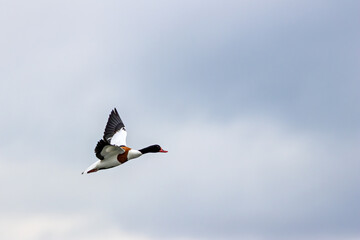 Common Shelduck (Tadorna tadorna) – Dublin Bay estuaries