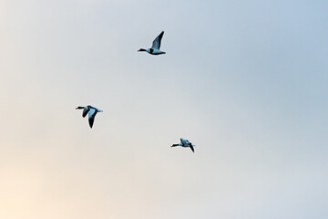 Common Shelduck (Tadorna tadorna) – Dublin Bay estuaries