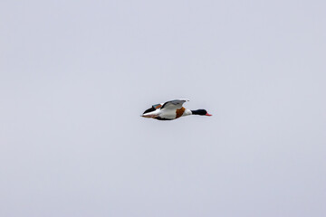 Common Shelduck (Tadorna tadorna) – Dublin Bay estuaries