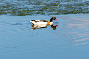 Common Shelduck (Tadorna tadorna) – Dublin Bay estuaries
