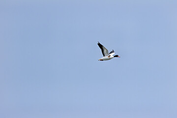 Common Shelduck (Tadorna tadorna) – Dublin Bay estuaries